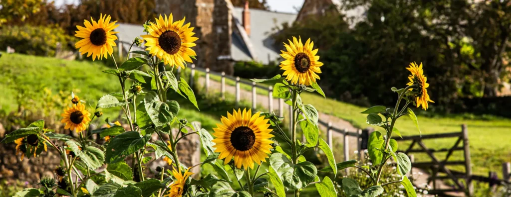 Sunflowers