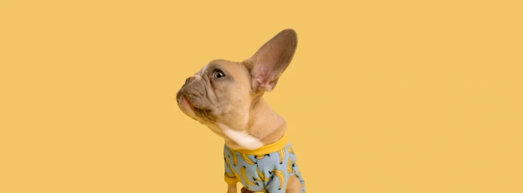 Dog with his ear up