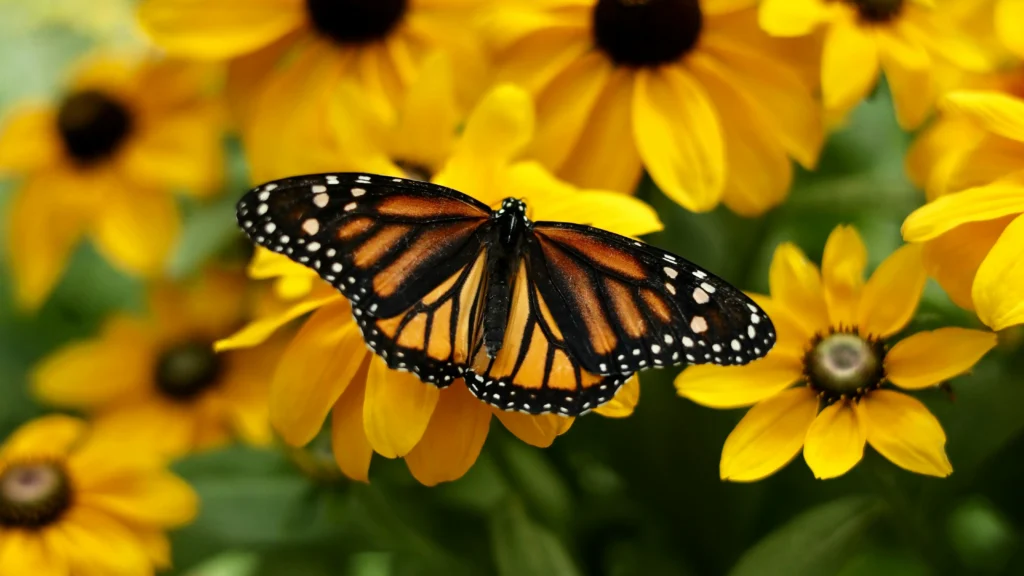 Butterfly on a flower